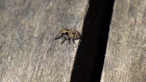 Réf. 196 528 : Pseudeuophrys erratica